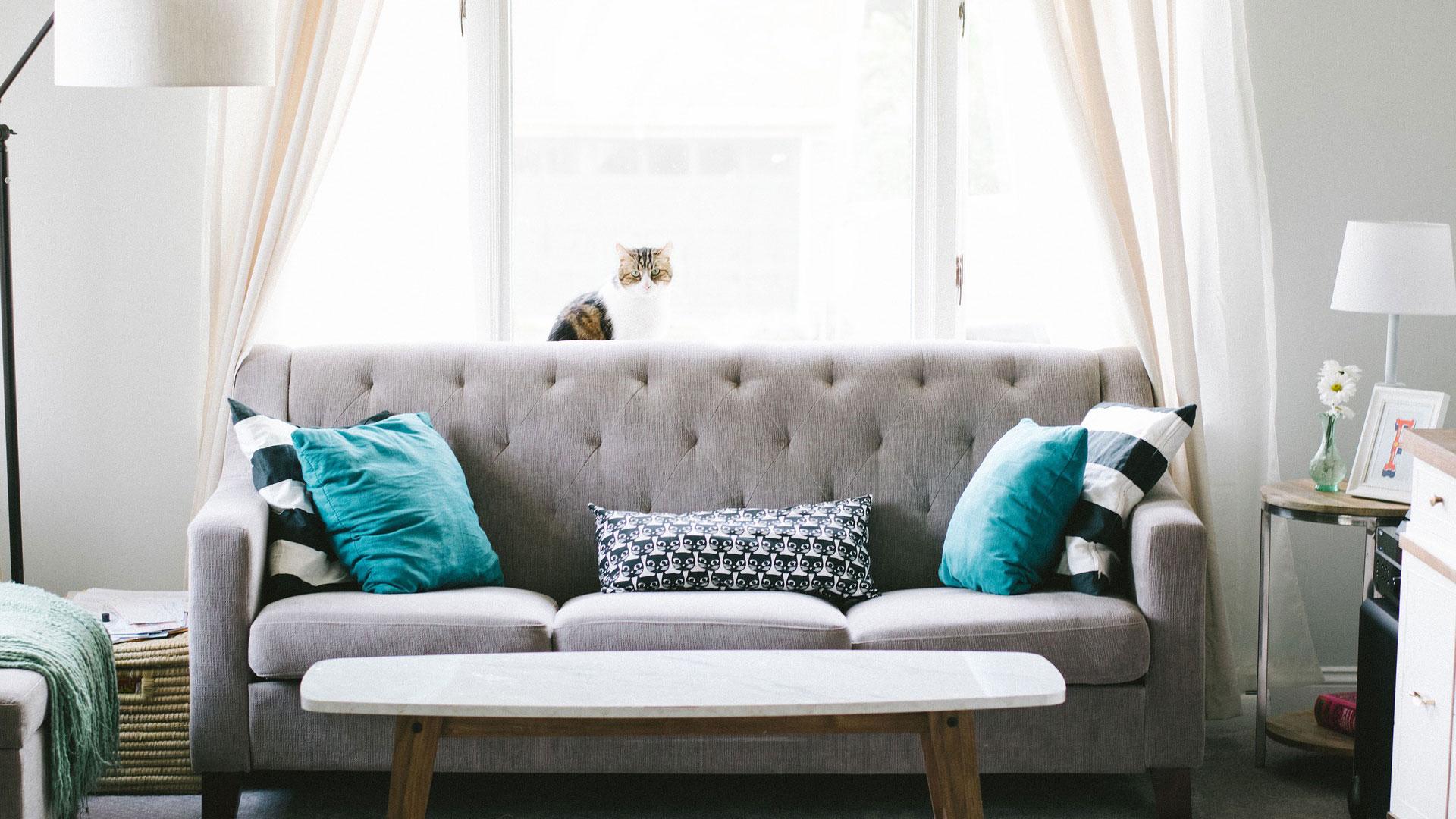 Olohuone, jossa harmaa sohva, turkooseja sohvatyynyjä. Sohvan selkänojalla istuu valkoharmaa kissa.