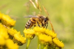 Mehiläinen pölyttää keltaista kukkaa ja kerää mettä.