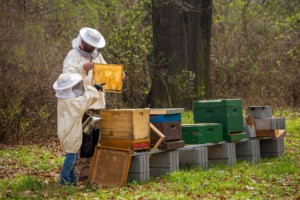 Mehiläishoitajat katsomassa mehiläispesiä.
