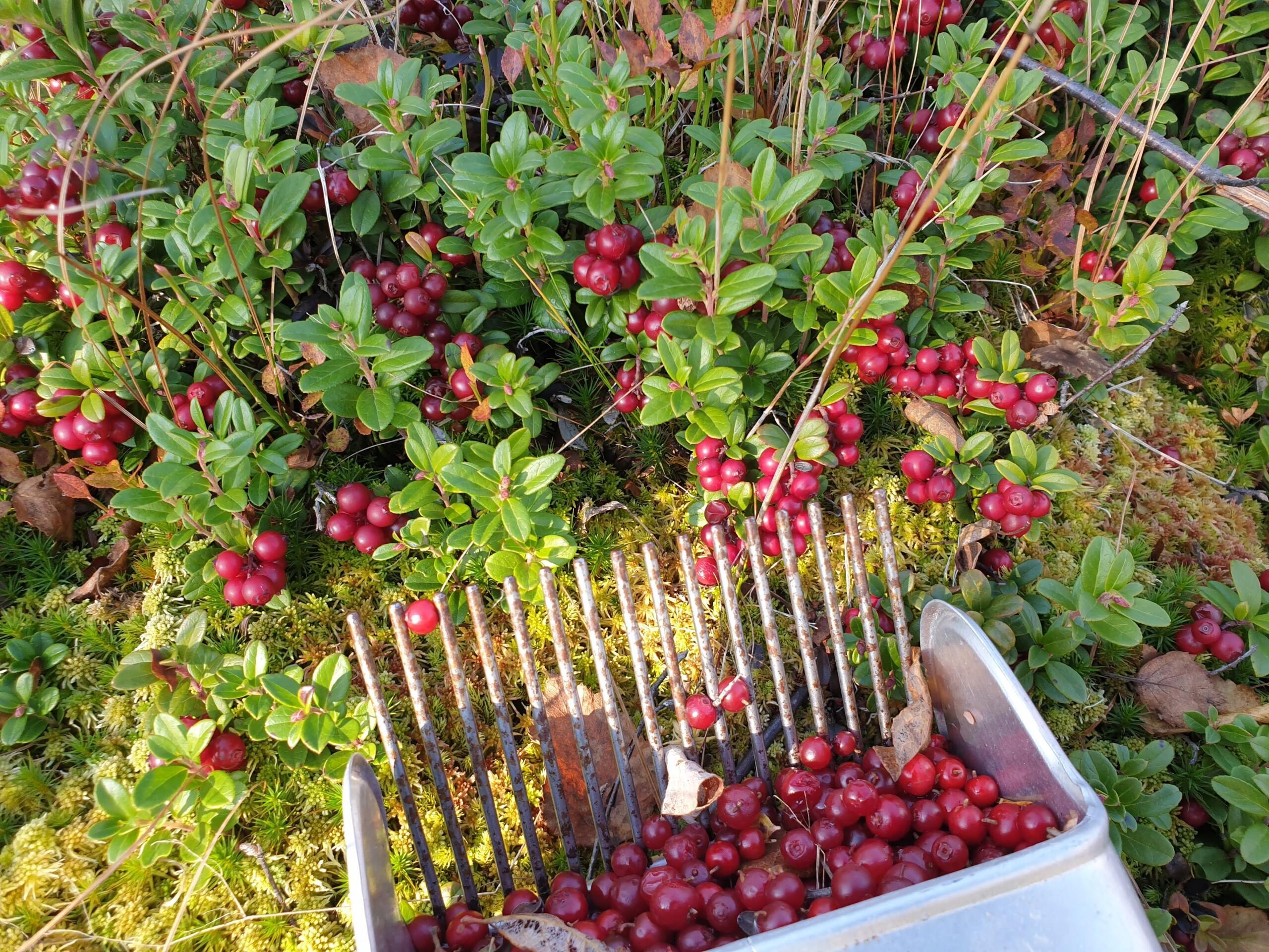 Puolukkamätäs.