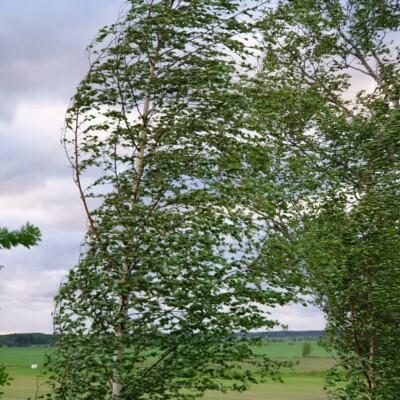 Koivut tuulessa. Suomen Yrittäjäopiston maatilayrittäjän uudet tuulet -koulutus.