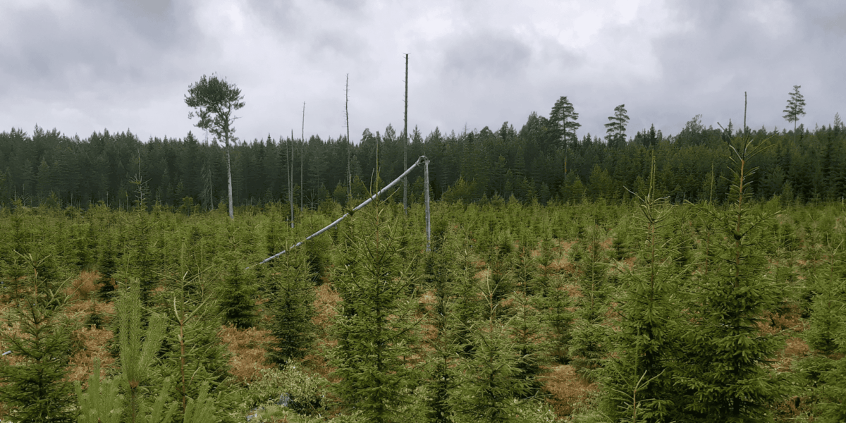 Maksuton metsäkahvit kiertue Keski-Suomessa. Muutaman vuoden ikäinen kuusitaimikko.