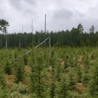 Maksuton metsäkahvit kiertue Keski-Suomessa. Muutaman vuoden ikäinen kuusitaimikko.