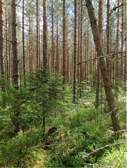 Metsätilojen kuolinpesien purkaminen on välttämätöntä sanoo hankeasiantuntija Anssi Rahikainen Suomen yrittäjäopistolta. Kuvassa suomalainen metsätila.